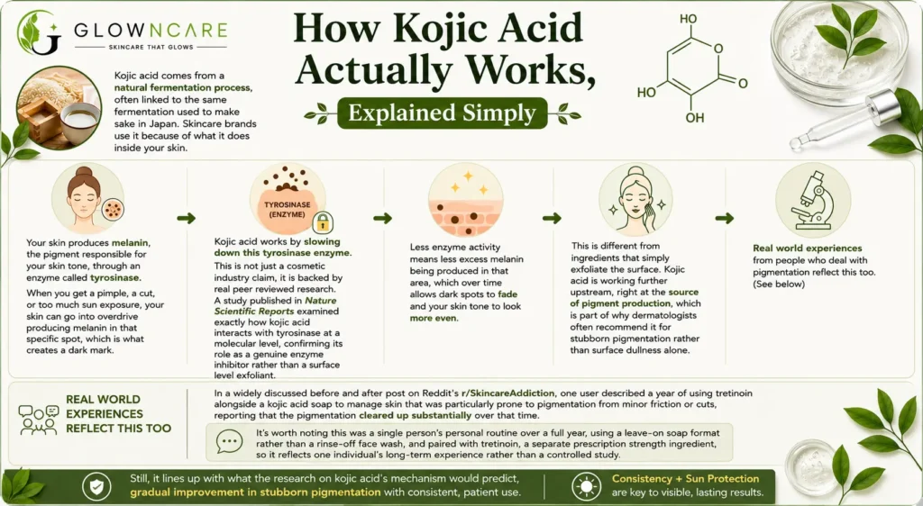 How Kojic Acid Actually Works, Explained Simply